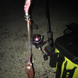 場所が変わってもケンサキイカ釣れますね(^.^)