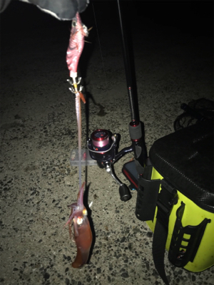 場所が変わってもケンサキイカ釣れますね(^.^)