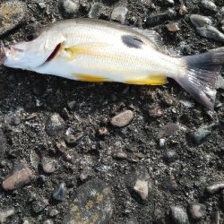 楽しいライトゲーム