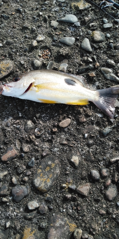 楽しいライトゲーム