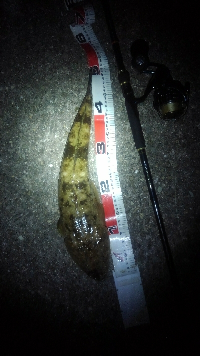 青物あきらめて