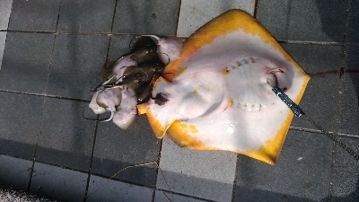 8/12釣果花火大会★ワニゴチサヨリ豆アジアカエイの出産