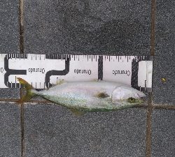 8/17釣果 チヌツバスデカアジ豆アジ