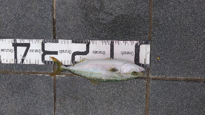 8/17釣果 チヌツバスデカアジ豆アジ