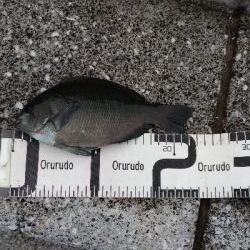 8/24釣果グレツバスデカアジ豆アジ中途半端サバ