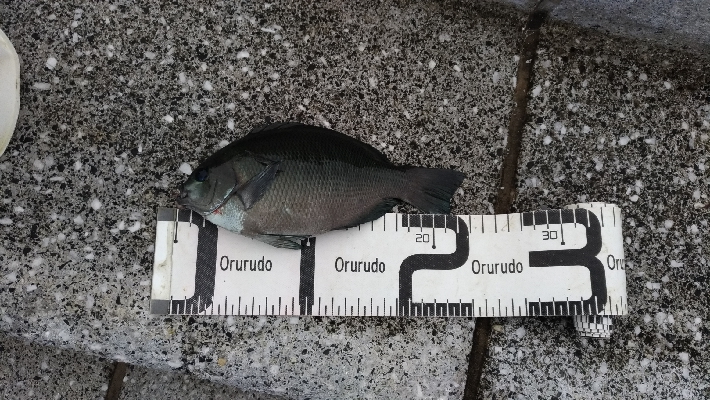 8/24釣果グレツバスデカアジ豆アジ中途半端サバ