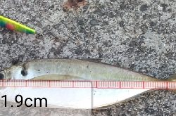 尺アジと太刀魚