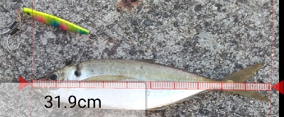 尺アジと太刀魚