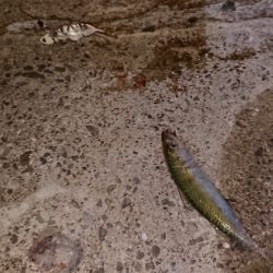 タチウオの餌取り