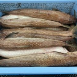 スーパーライトジギング？