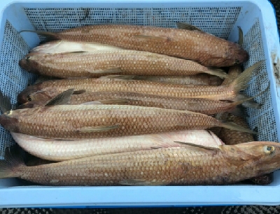 スーパーライトジギング？