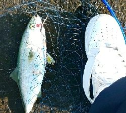 久々の水軒一文字