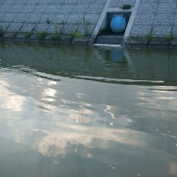 バス釣りのはずが・・・