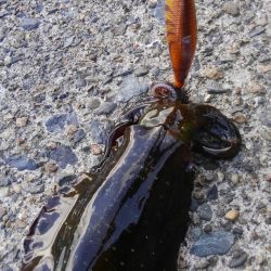 やっと楽しみな秋始まりです❗