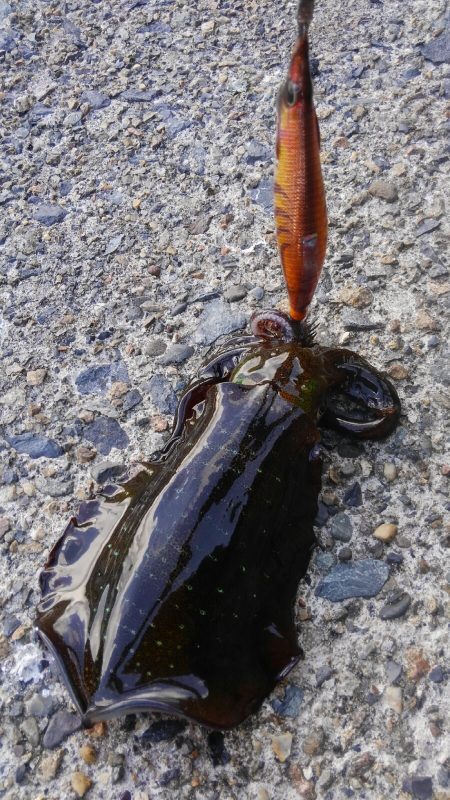 やっと楽しみな秋始まりです❗