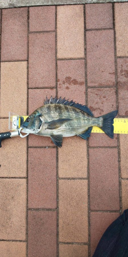 数釣り堪能　~辰巳橋付近~