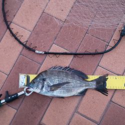 朝マヅ狙いも・・・