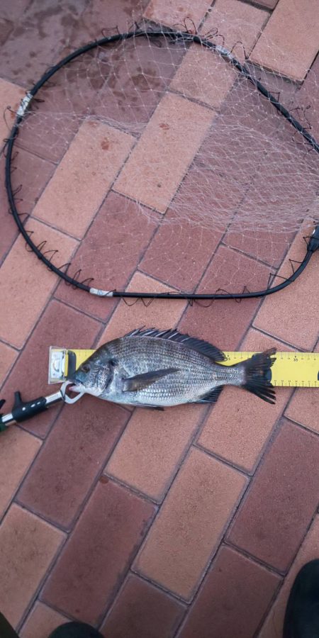 朝マヅ狙いも・・・