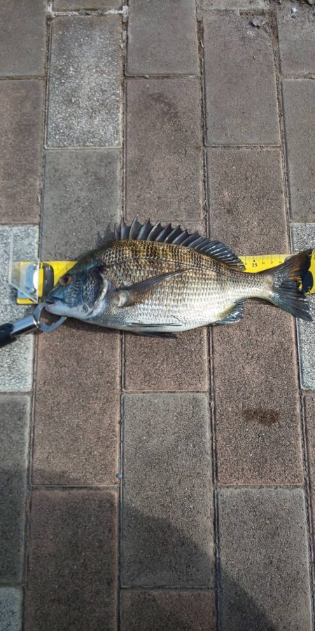 2時間釣行　～さざなみ公園～