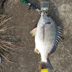 短時間釣行　～さざなみ公園～