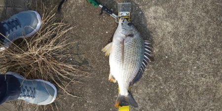 短時間釣行　～さざなみ公園～