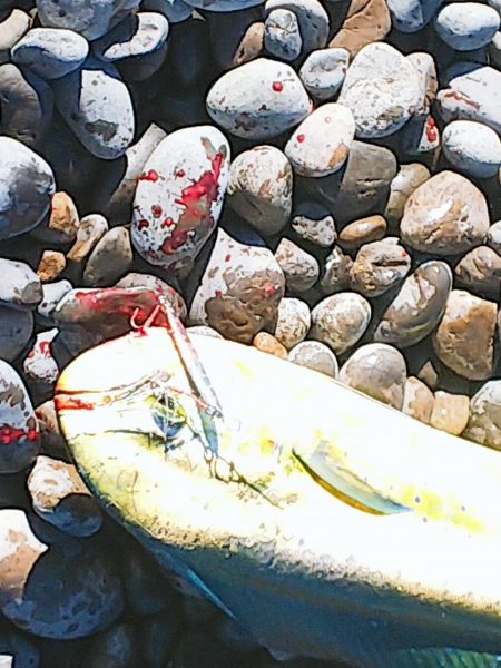 ワンピッチ？ジャカジャカ？