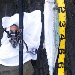 ショアジギでサワラ、マダイ