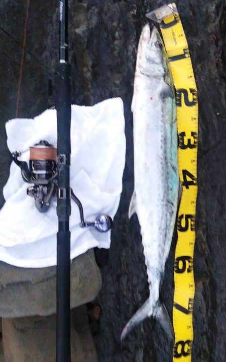 ショアジギでサワラ、マダイ