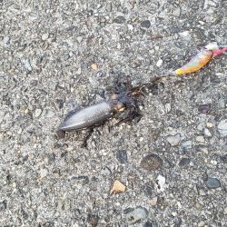 うーん渋いねぇ