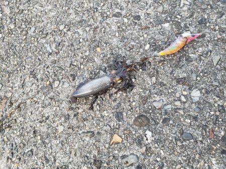 うーん渋いねぇ