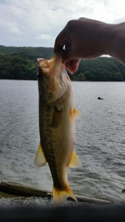 今日も朝６時から大隅湖行ってきました