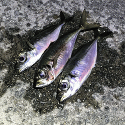 瀬戸内の島アジング（2019-13)