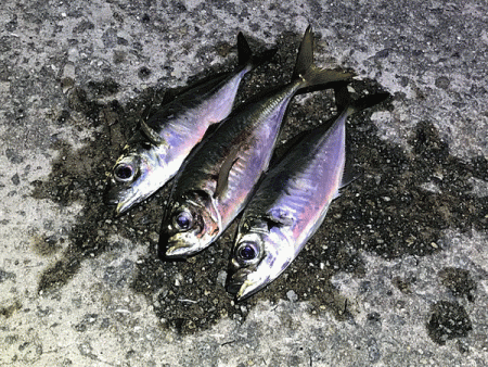 瀬戸内の島アジング（2019-13)