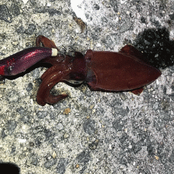 瀬戸内の島ケンサキエギング(2019-1)