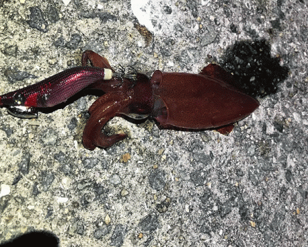 瀬戸内の島ケンサキエギング(2019-1)