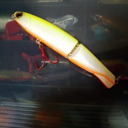 台風後のシーバス