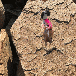 姫路タコ(2019-3)