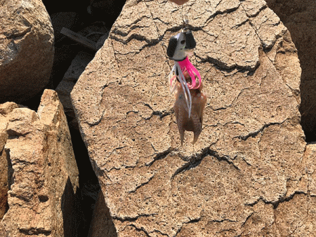 姫路タコ(2019-3)