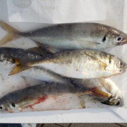 良型アジゲット