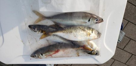 良型アジゲット