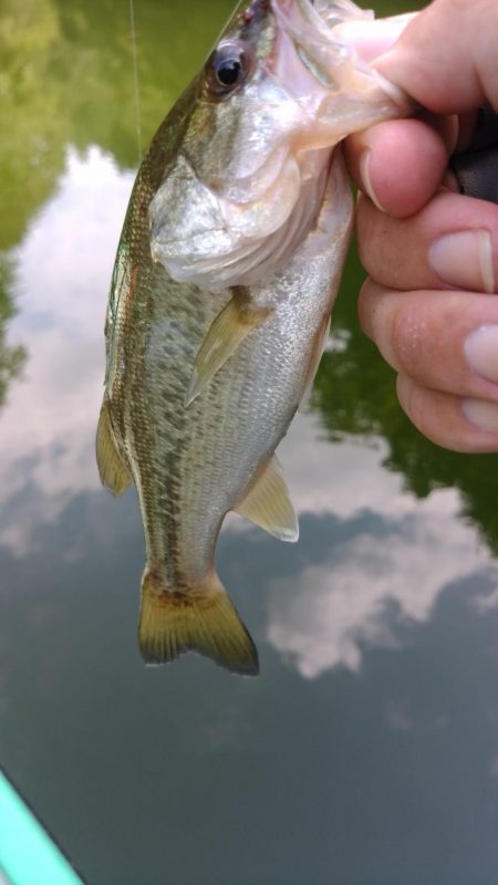 スリムクローラー！