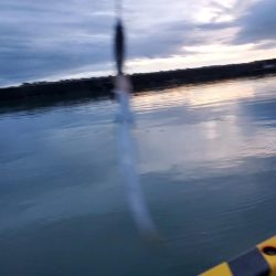 写真ぶれてすみません。