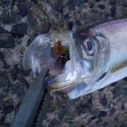 有明ターポン！