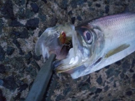 有明ターポン！