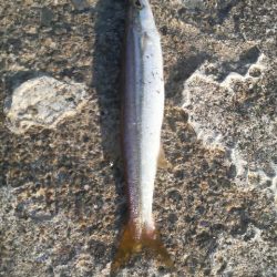 エギングデビュー