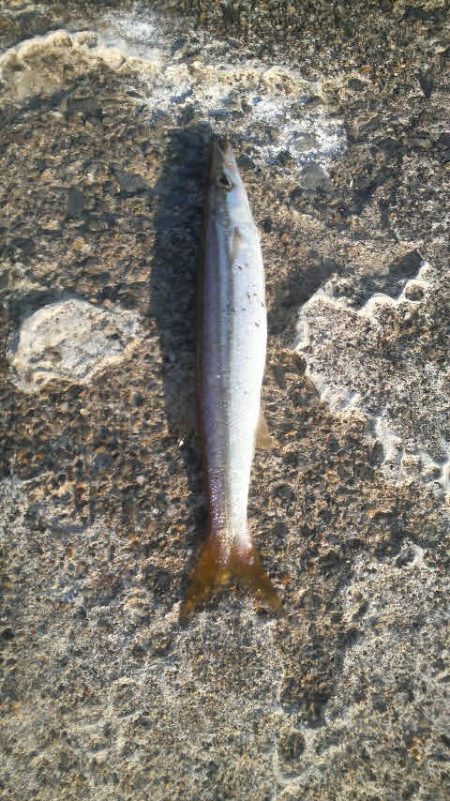 エギングデビュー