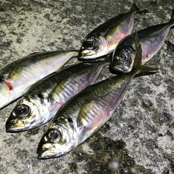 瀬戸内の島アジング(2019-15)