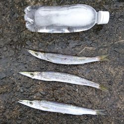 でっぷりウマズラ