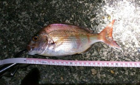 白杉にて投げ釣り（夜釣り）