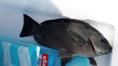 サビキでの投げ釣り！　但し、暑い！！　水分補給は必須ですね！